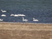 Архангайн Өгийнуур дээр шувууны тандалт судалгаа хийлээ shuwuunii sudalgaa-ogii-nuur