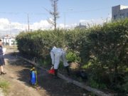 Тодорхойгүй хаягдсан хоёр тарвагыг илрүүлэн ариутгалаа tarwaga_olow