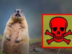 АНХААР: Баянхонгор аймагт тарваган тахлын сэжигтэй тохиолдол бүртгэгджээ tarwagan-tahal-owchin