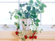 Тасалгаандаа ГҮЗЭЭЛЗГЭНЭ тарих уу… tasalgaandaa-guzeelzgene-tarih