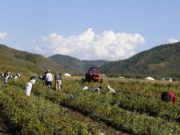 “Эко Баян-Өндөр” төслийн хүрээнд 60 тонн төмс хураан авчээ 60tn_toms