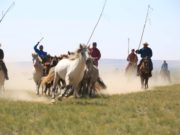 Өмнөговь аймагт АДУУЧИН-2018 тэмцээн болов aduuchin_temtseen_2018