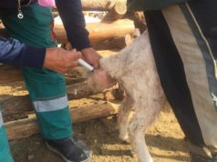 Бог малын мялзан өвчнөөс сэргийлэх тарилга 47.3 хувьтай байна bog-maliin-myalzan-owchin