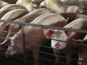 Өвөр Монголд “ГАХАЙН ХАНИАД” бүртгэгдлээ gahain_haniad