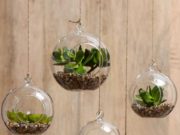 Таны гэрт эерэг ЭНЕРГИ авчрах ургамлууд gertee-tarih-urgamaluud