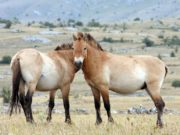 Монгол тахь эх нутагтаа… mongol_tahi