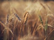 ФОТО: Намар цагийн үзэсгэлэнт төрх namriin_ongo_04