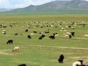 Мал эмнэлгийн ерөнхий газраас отор нүүдэл хийх талаар зөвлөмж гаргалаа otor-nuudel-hiih