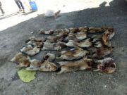 СХД-т 20 ширхэг тарваганы мах тээвэрлэж явсныг илрүүлжээ tarwagan-tahal