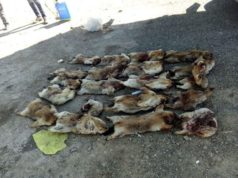 СХД-т 20 ширхэг тарваганы мах тээвэрлэж явсныг илрүүлжээ tarwagan-tahal