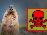 СЭРЭМЖИЛ: Тарваган тахал өвчин хүнд дараах замаар халдварладаг!