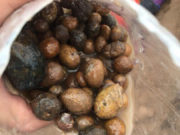 Батноров сумаас байгалийн ӨНГӨТ ЧУЛУУ түүж байсан иргэдийг саатуулав! baigaliin-ongot-chuluu