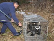 Нэн ховордсон хүрэн баавгайн БАМБАРУУШ-ийг байгальд нь тавилаа bambaruush