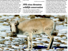 Бог малын МЯЛЗАН ӨВЧИН зэрлэг ан амьтдад аюул учруулаад байна! bog-maliin-myalzan-owchin