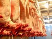 Хүн амын махны дотоодын хэрэгцээнд 503 мянган тонн МАХ зарцуулна mahnii-hereglee