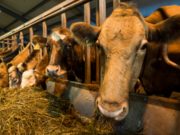 Хонхор тосгоныг “эрчимжсэн мал аж ахуйн бүс” болгохоор төлөвлөв mal-aj-ahui