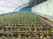 “Өвлийн хүлэмжийн аж ахуй” төсөл хэрэгжүүлнэ owliin-hulemj