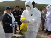 Тарваган тахал өвчнөөс урьдчилан сэргийлэх ажил хийгдэж байна tarwagan-tahal