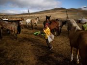 Дорнод аймагт унаач хүү өөрийгөө боомилсон байдалтай олджээ! unaach-huuhdiin-erh