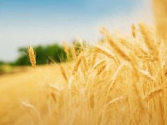 Улсын хэмжээнд ургац хураалт 54 хувьтай байна urgats