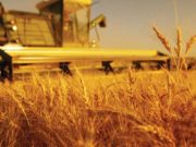 ХХААХҮЯ: Ургац хураалт маргааш дуусна urgats-huraalt