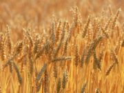 Увсын Баруунтуруун сум улсын дунджаас илүү УРГАЦ авч байна uws-baruunturuun-sum