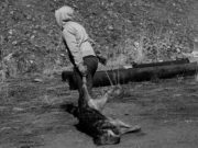 Зуслангийн бүсээс зэрлэгшсэн 46 нохой устгалаа zerelg-nohoi