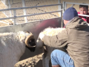 Өвөрхангай аймагт эм малд ЗОХИОМОЛ ХЭЭЛТҮҮЛЭГ хийж байна zohiomol-heeltuleg