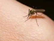 Вирусийн гаралтай Денге өвчнөөс сэргийлэх зөвлөмж! denge-owchin