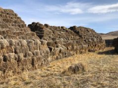 “Хадлан, тэжээл-2018” болзолт уралдааны шилдгүүд шалгарлаа hadlan