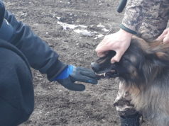 Албаны нохдыг үзлэгт хамрууллаа hamgaalagch-nohoi