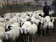 Монгол улс 15.1 сая толгой малыг эдийн засгийн эргэлтэд оруулна mal