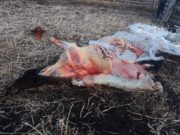 АНХААР: Бүлэглэн мал хулгайлсан этгээдүүдийг саатууллаа maliin-hulgai-oworhangai-aimag