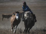 Малын генетик нөөцийн санд “мянгад адуу”-ны омог бүртгэгдлээ myangad-aduu