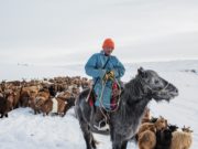 Улсын хэмжээнд бэлтгэвэл зохих өвс, тэжээлийн 89.5 хувь хангагдав owoljilt