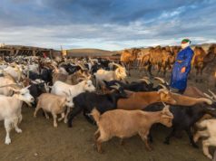 Өмнөговь аймаг өвөлжилтийн бэлтгэлийг сайтар базаажээ owoljiltiin-beltgel-omnogobi