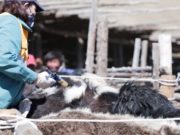 Нийтдээ 9284 толгой малыг ШҮЛХИЙН ВАКЦИНД хамруулав shulhii-owchin