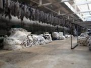 Нядалгааны дараах гэмтэлгүй арьс, ширийг боловсруулах үйлдвэрүүдэд нийлүүлнэ tuuhii-ed