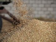 Гурилын үйлдвэрүүдэд 230 мянган тонн буудай нийлүүлэв ulaan-buudai