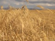 САЙН МЭДЭЭ: Улсын хэмжээнд ургац хураалт дуусч, 409.6 мянган тонн тариа хураалаа urgats-huraalt