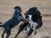 Богд ууланд бүгсэн зэрлэг нохдыг устгана! uuliin-zerleg-nohoi