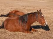 СҮХБААТАР: Хачгийн халуун гэх өвчин гарч, 126 адуу хоргоджээ aduunii-haldwart-owchin