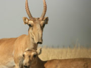 Тусгай зориулалтаар агнах агнуурын тоо, төрлийг баталлаа an-agnuur-2018