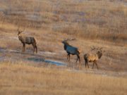 БАЯН-ӨЛГИЙ: Модны талбайд ДӨРВӨН БУГА иржээ bayn-olgii-aimag-buga