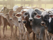 “Эрчимжсэн мал аж ахуйн хөгжлийг дэмжих хөтөлбөр” батлагдсанаар… erchimjsen-mal-aj-ahui