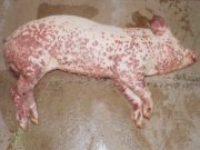 Гахайн мялзан өвчний тархалт нэмэгдэж байна! gahain-myalzan-owchin