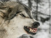 АНХААР: Галзуугийн сэжигтэй чоно хүн хазжээ! galzuu-owchtei-chono