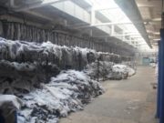 Арьс ширний үйлдвэрийн Хятад эзэн монгол ажилтны чихийг тасалжээ! hytad-ezentei-aris-shirnii-uildwer