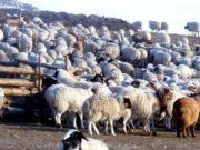 Улсын хэмжээнд мал тооллогын ажил маргааш дуусна mal-toollogo