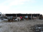 Сураггүй болсон малчин залуу айлын хашаанд унтаж байжээ malchin-zaluu